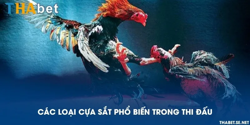 Các loại cựa sắt phổ biến trong thi đấu